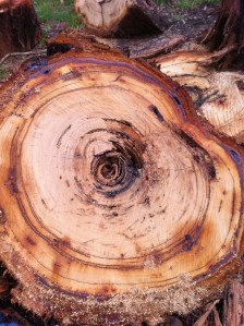 Circles upon circles all add to the whole